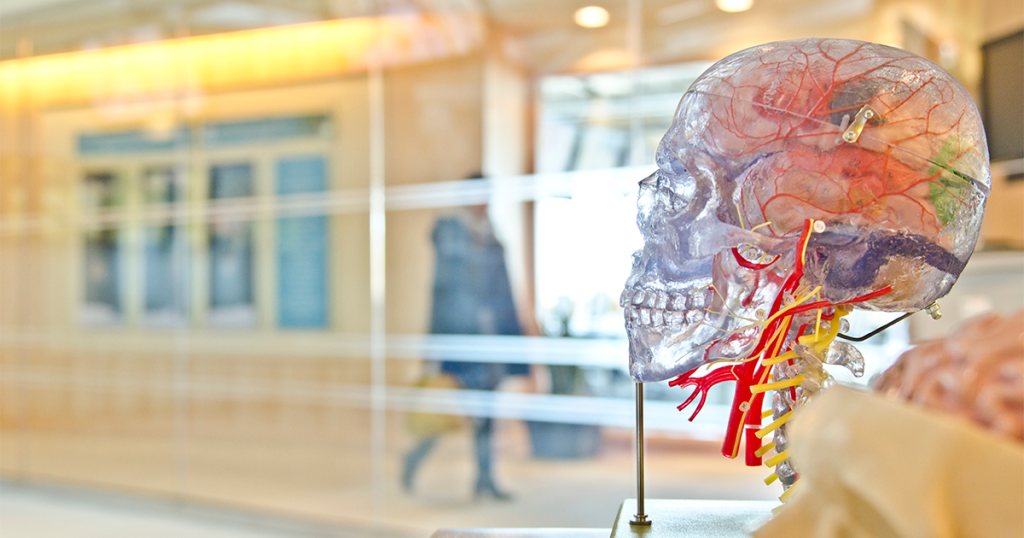 Model of the human skull, in a hospital, medical setting.