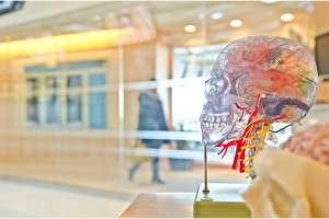 Model of the human skull, in a hospital, medical setting.