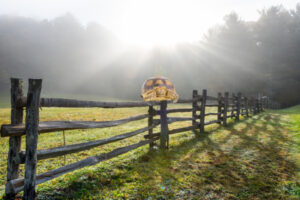 Image of a turtle on a fencepost illustrating a nursing home two-person assist tragedy.