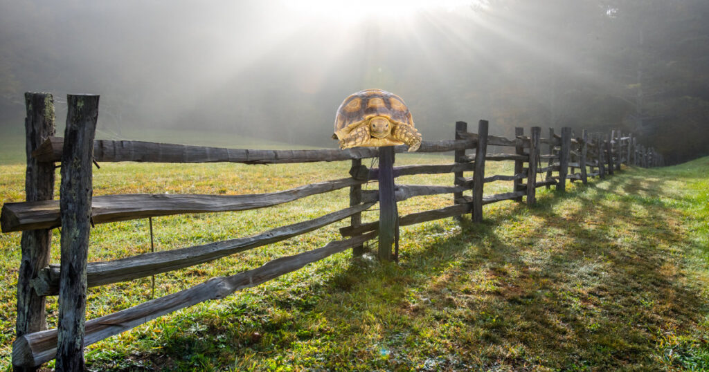 Image of a turtle on a fencepost illustrating a nursing home two-person assist tragedy.