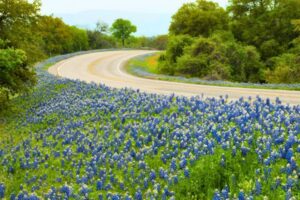 An image of a Texas Roadside covered in bluebonnets. Used to introduce the unique challenges of filing a personal injury claim in Texas.