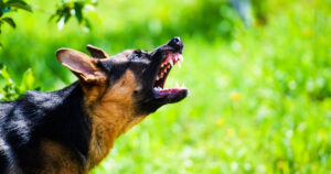 animal attacks FAQs